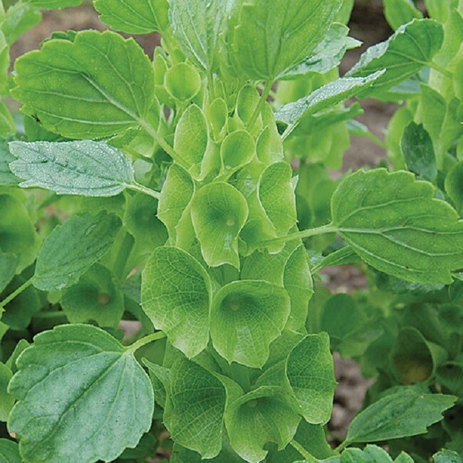 Moluccella Seeds Bells Of Ireland Seeds 100 Seeds