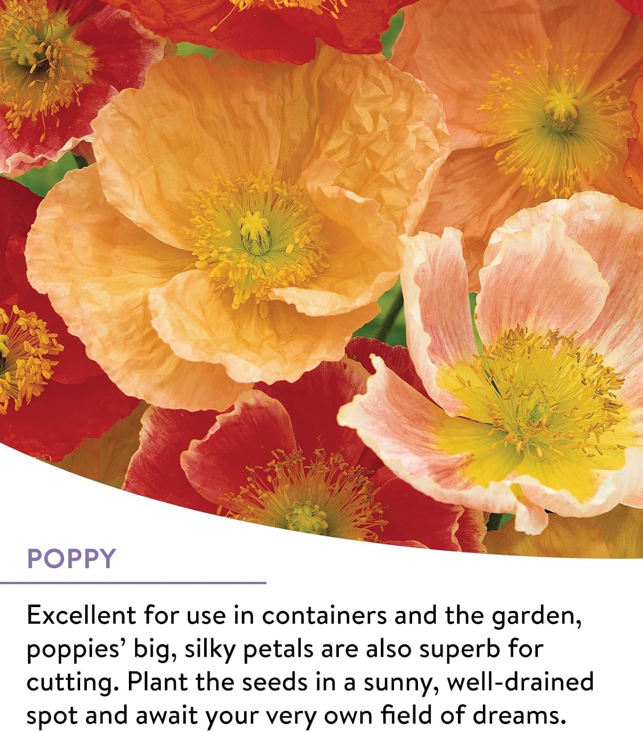 Wildflower 25,000 Bulk, 1 Bag | 18 Varieties of Non-Gmo Flower Seeds Pollinator