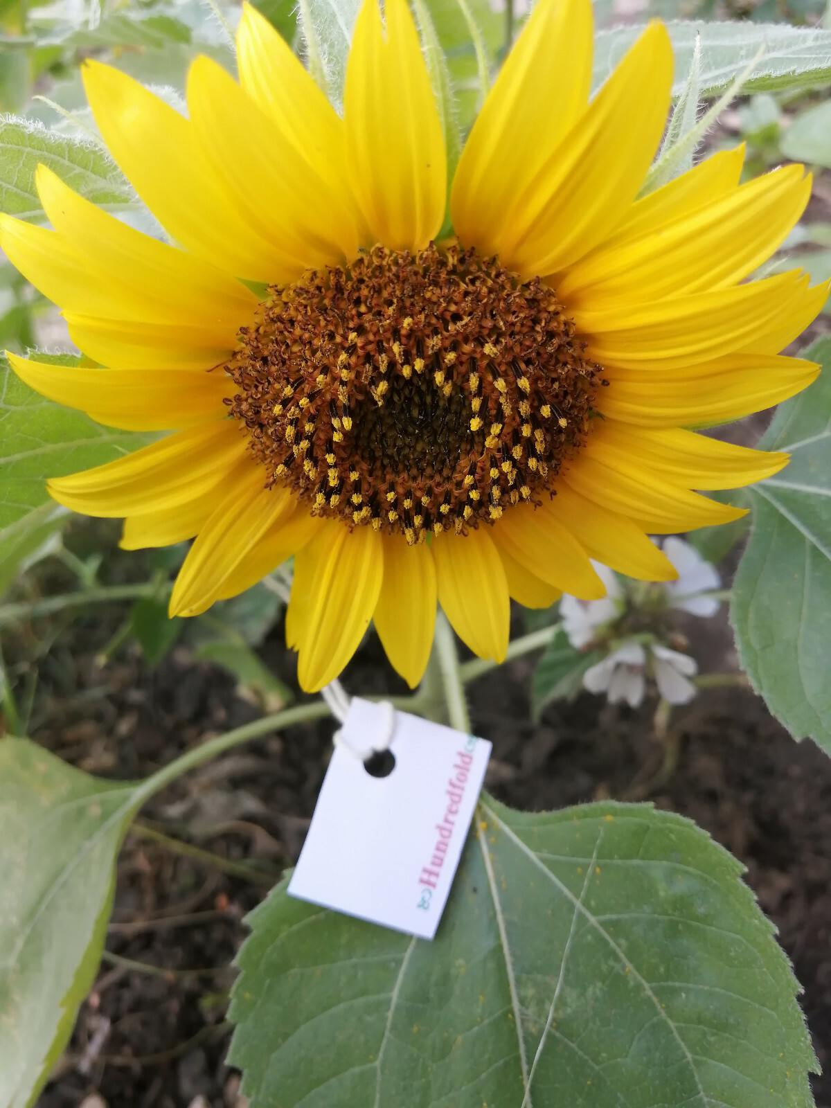 Hundredfold Dwarf Sunflower 25 Seeds – Helianthus annuus Single-stem, Containers