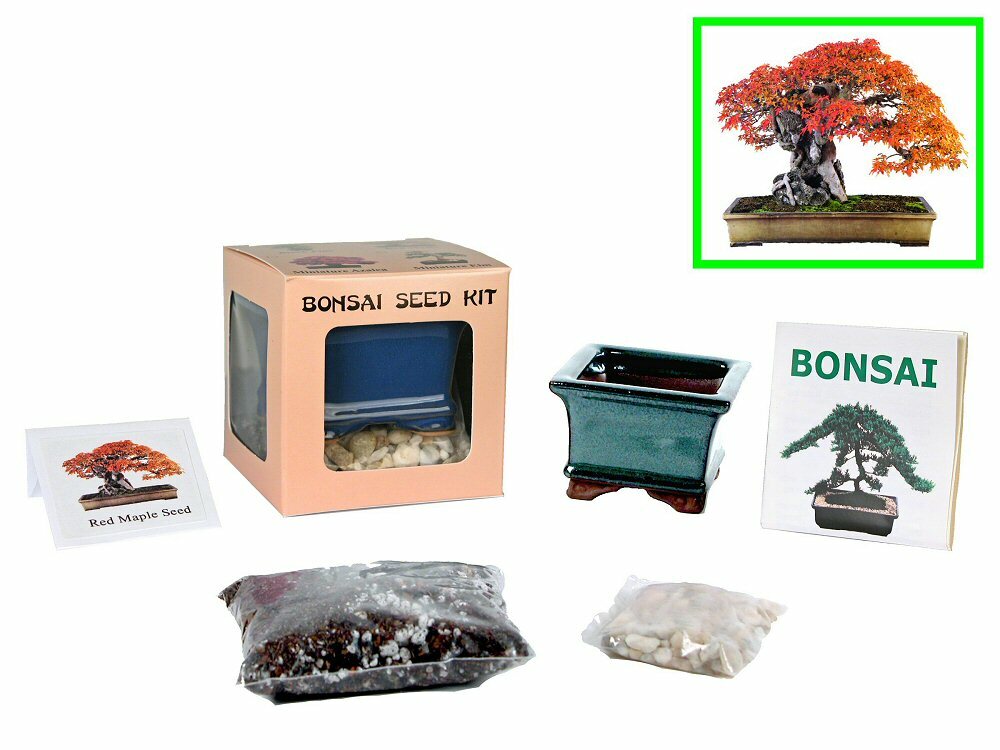Special Price 3-for-4 Bundle Eve’s Bonsai Seed Kit to Grow Bonsai Tree from Seed