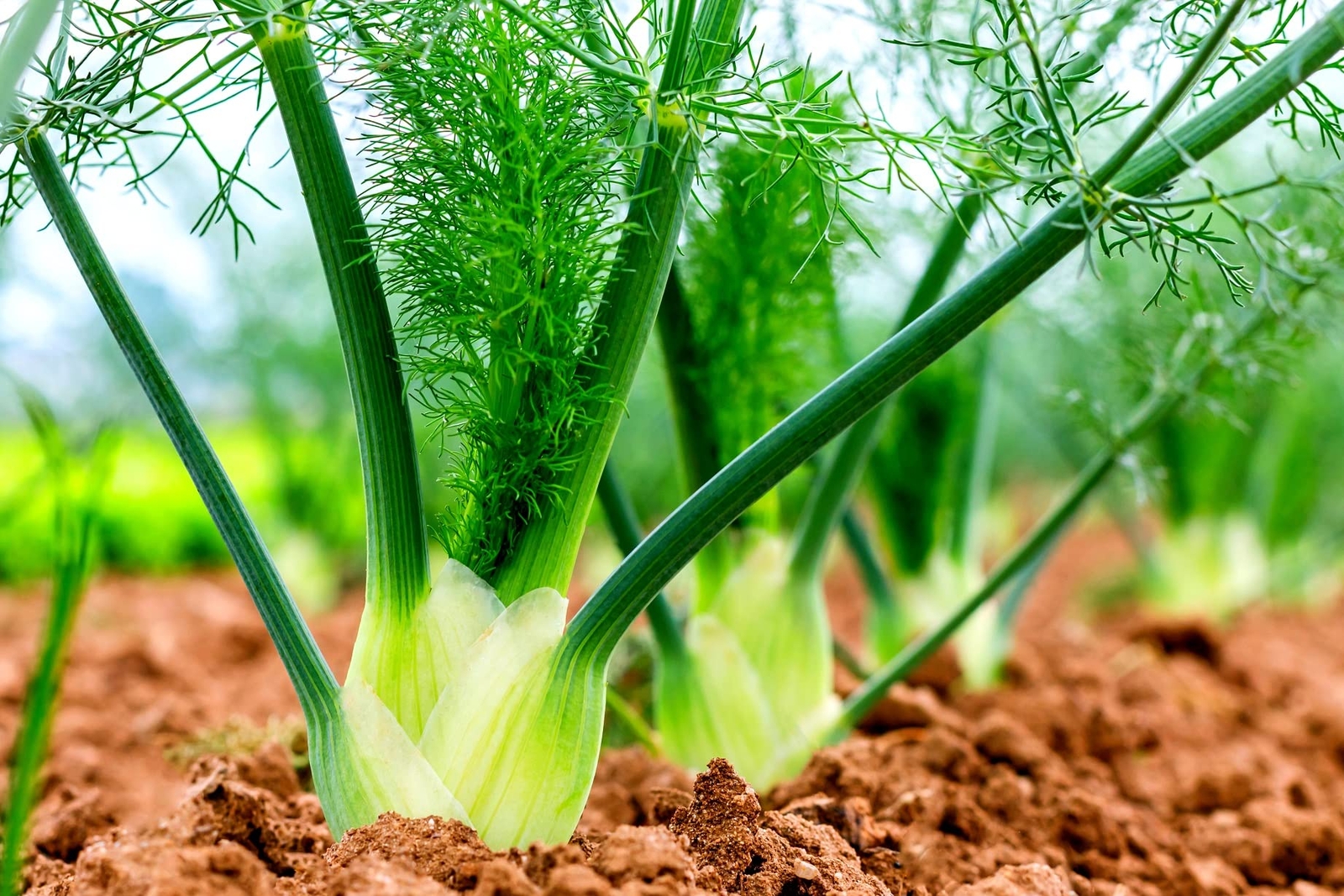 100 Fennel Vegetable Seeds for Planting – Grow Preludio Fennel Bulbs for Cuisine