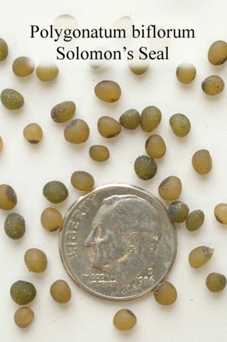 Great Solomons Seal Seeds for Planting (30 Seeds) – Polygonatum biflorum – Stunn