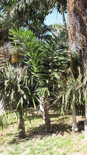 Wallichia disticha | Distichous Fishtail or Wallich Palm | 5 Seeds