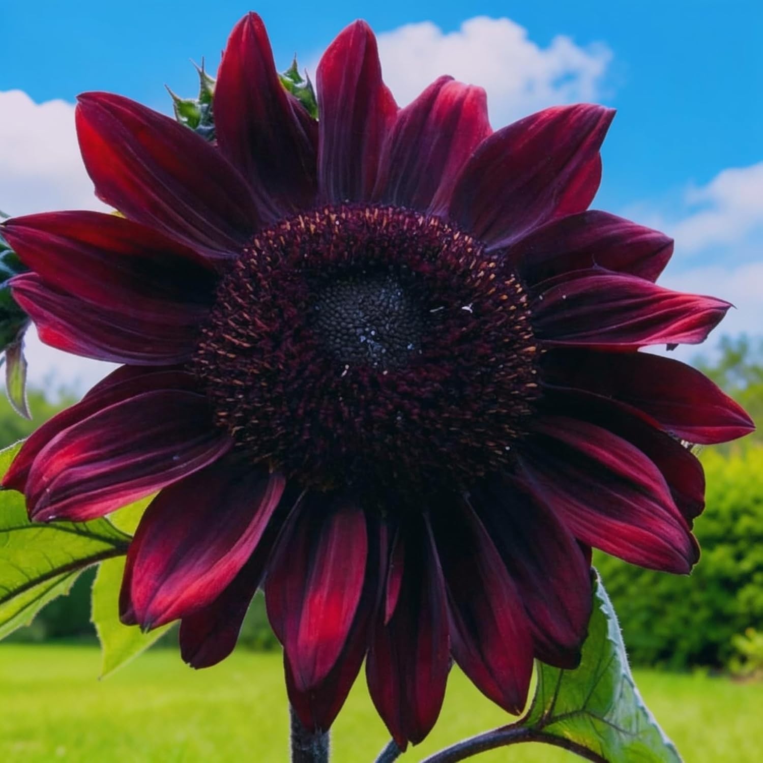 Fragrant 75+ Strawberry Sunflower Seeds – Ideal for Pollinator-Friendly Gardens