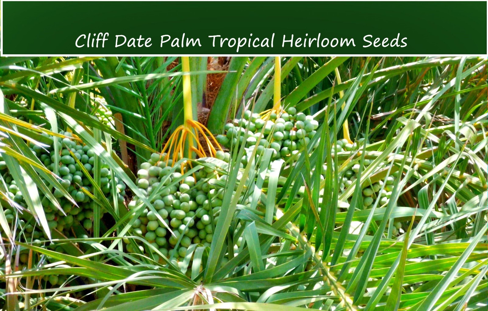 Tropical Palm Seeds-Cliff Date Palm -10 Seeds -Good Container Phoenix rupicola