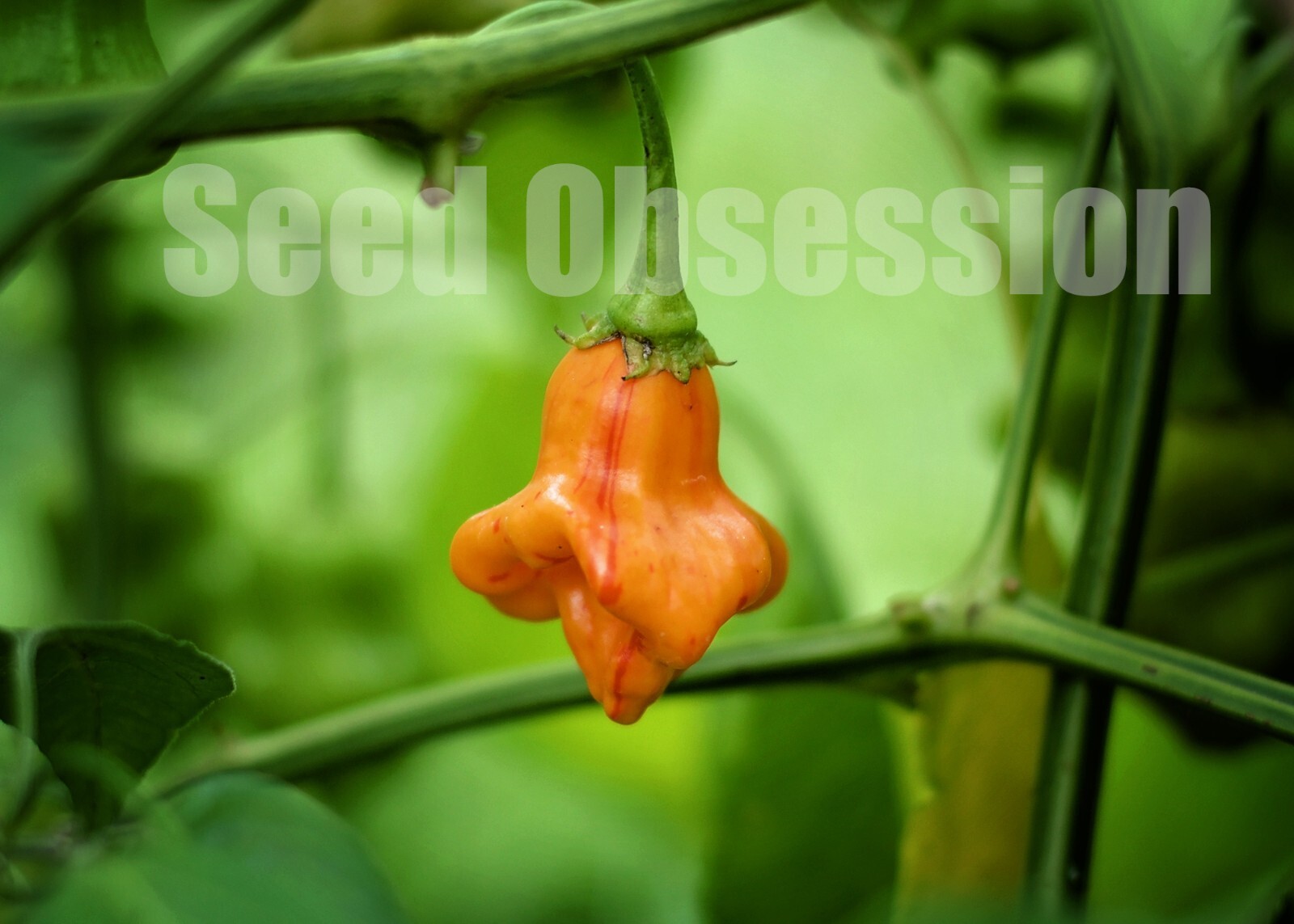 Zebrange chili pepper seeds, 10 seed pack, organic non gmo, sweet and mild heat