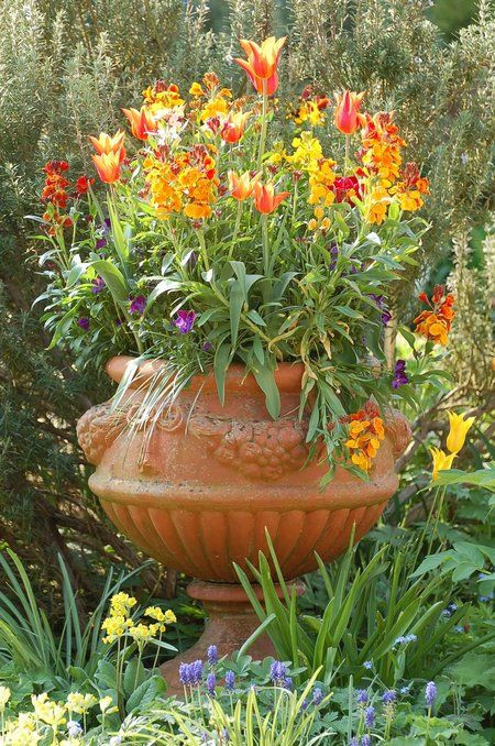 Siberian WALLFLOWER Seeds 1500+ HEIRLOOM Flower Seed Organic Heat Loving Drought