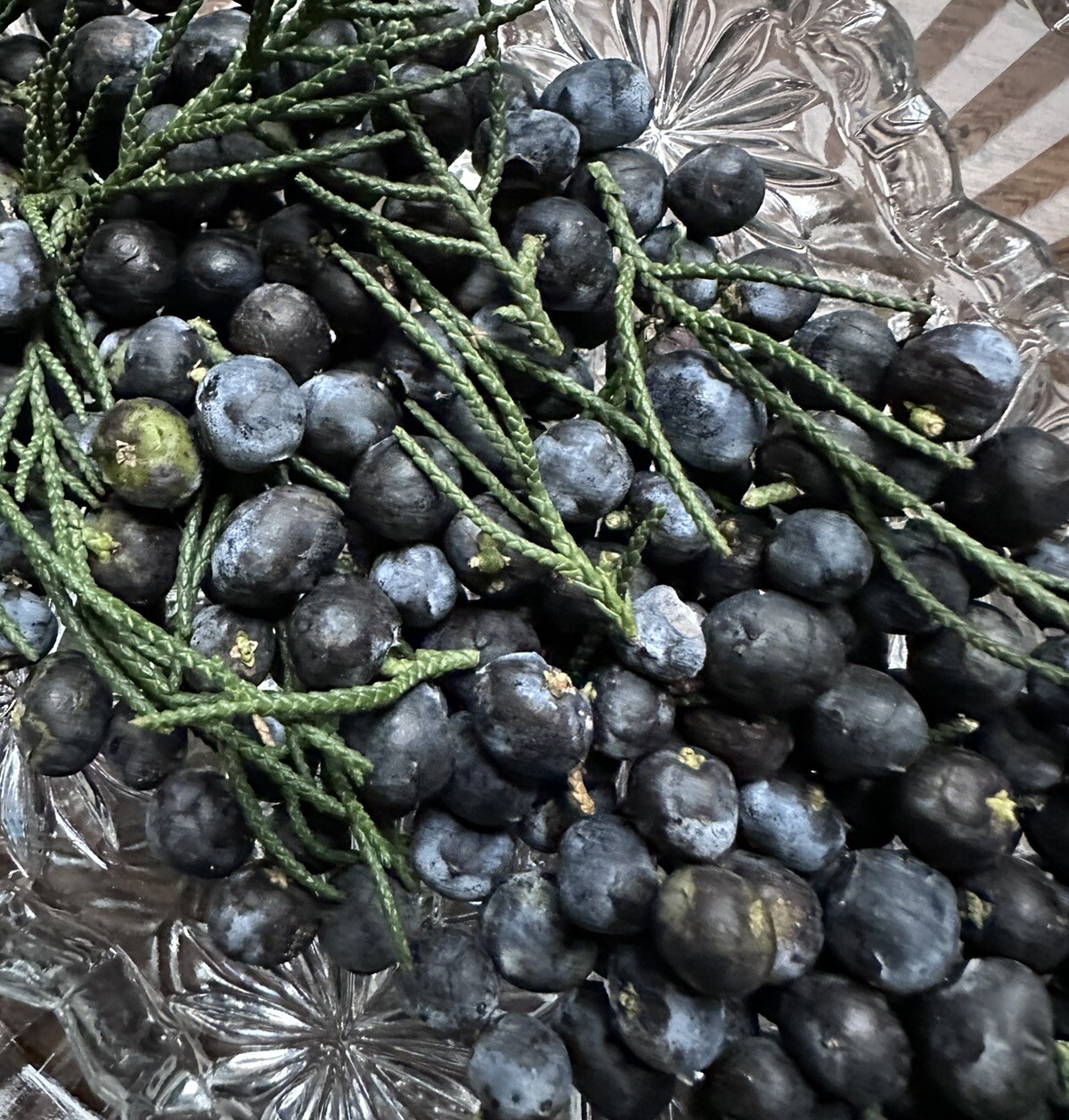 24 Seeds Of Eastern Red Cedar (Juniperus virginiana) Harvested On 12/30/2023