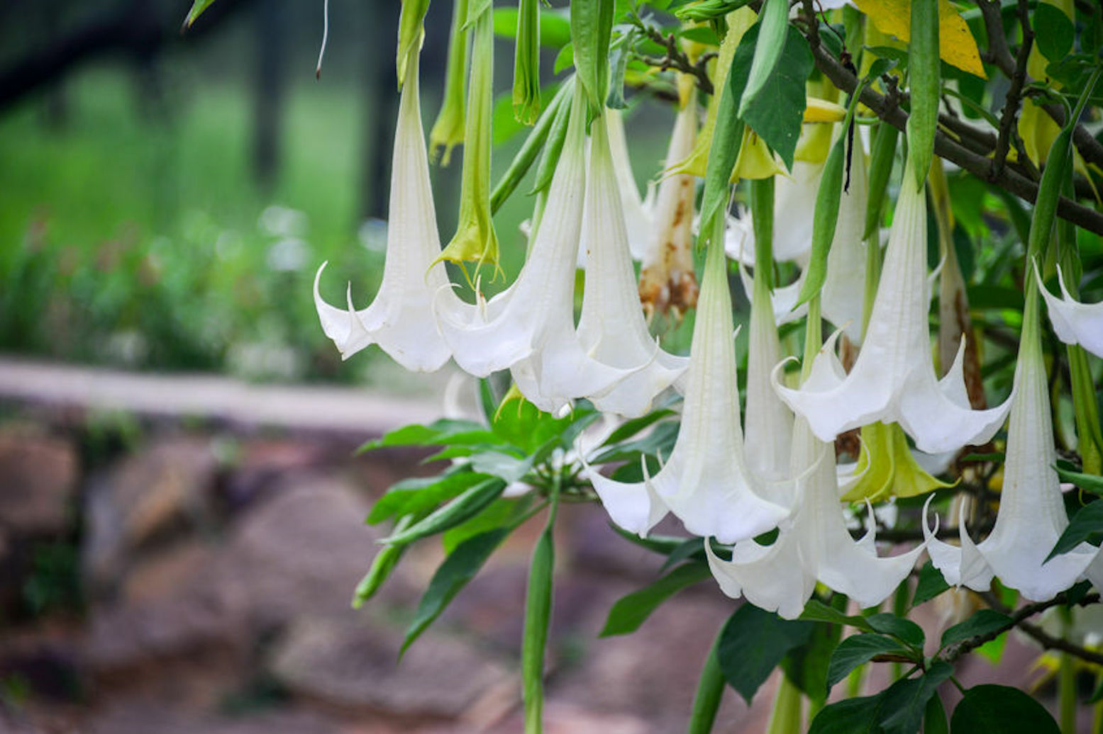 Snow White Angels Trumpet – 10 Rare Seeds