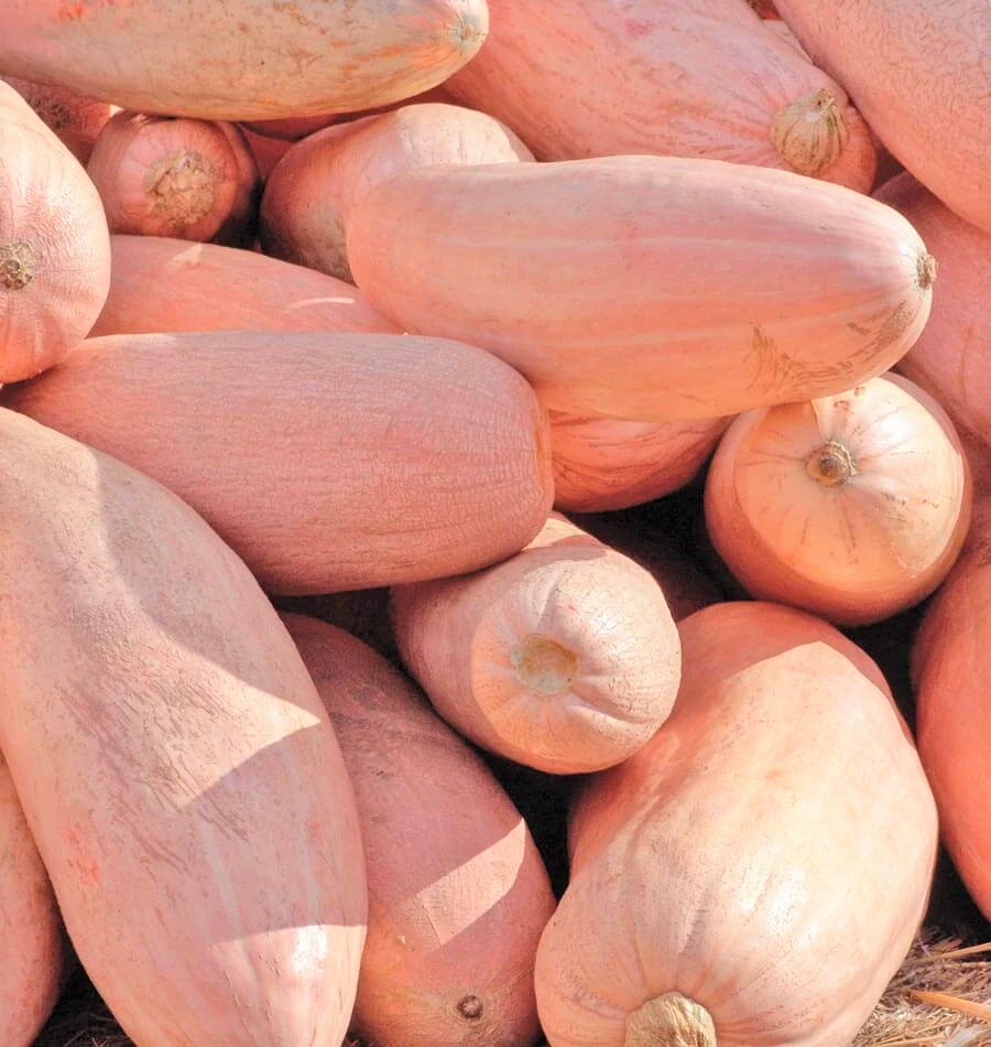Jumbo Pink Banana Squash Seeds | Pumpkin Georgia Candy Roaster Winter Seed 2023