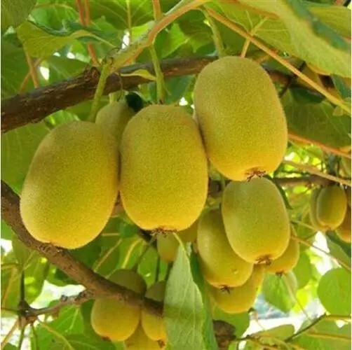 50Yellow heart kiwi variety fresh fruit seed