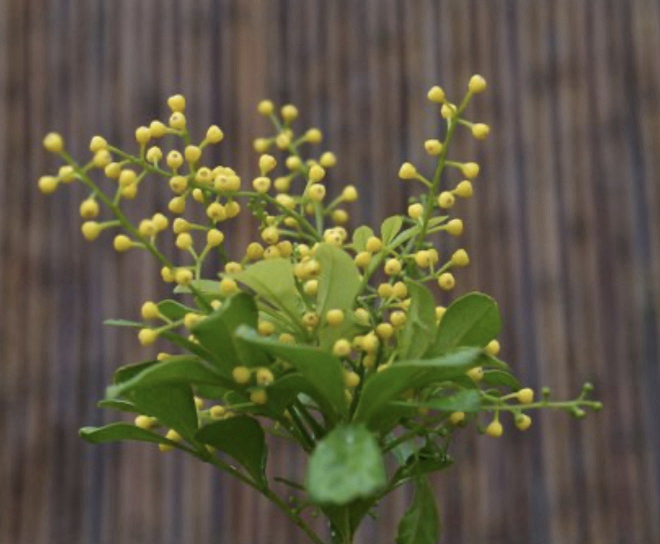 4″Pot of Chinese Perfume Plant-Aglaia odorata-False Lemon Tree-Lemon Scented