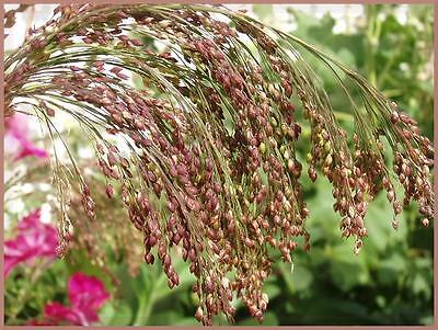 30 Violet PANIC GRASS Panicum Miliaceum Violaceum Ornamental Purple Millet Seeds
