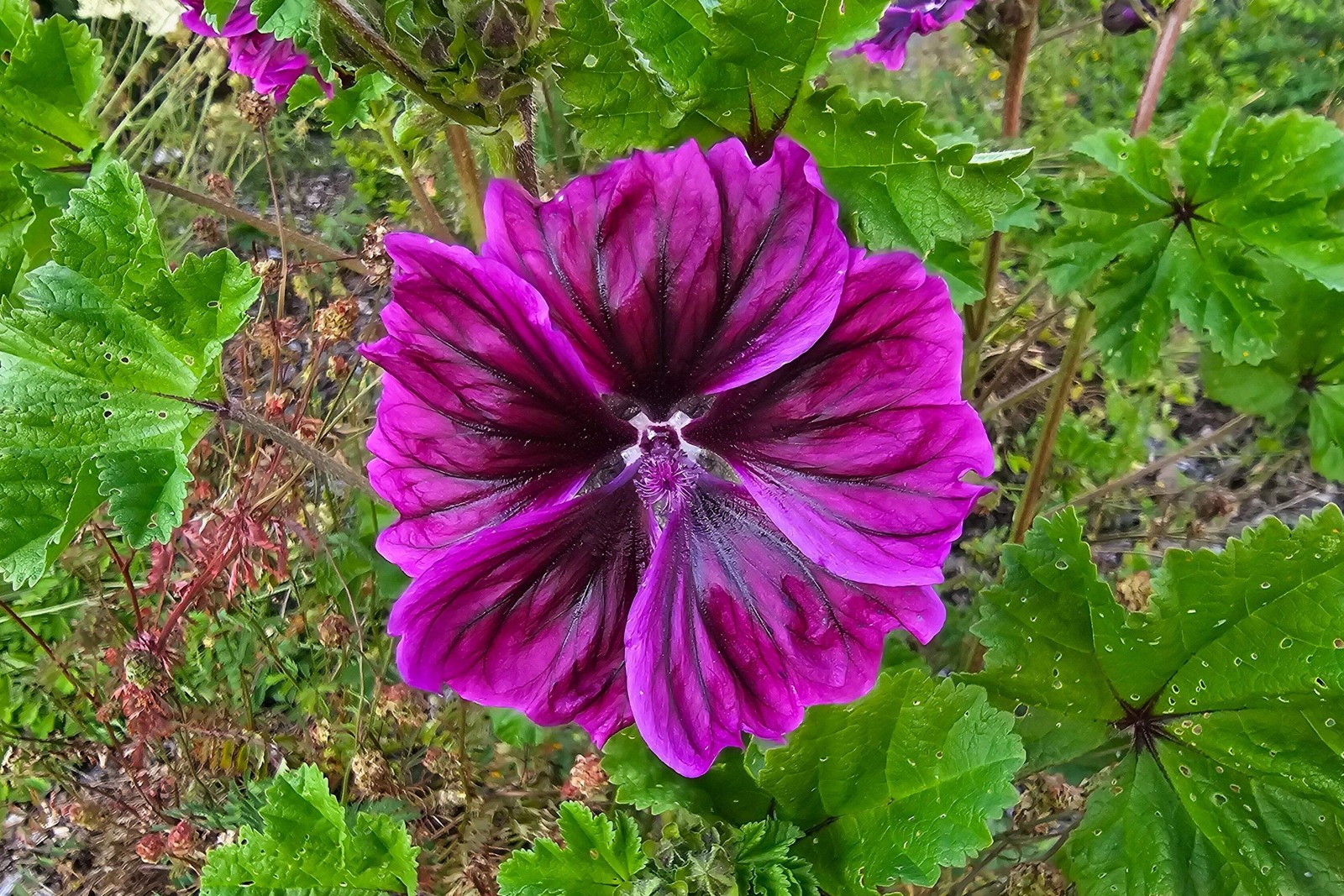 20 MAURITANIAN MALVA Mallow Malva sylvestris var. mauritania Flower Seeds