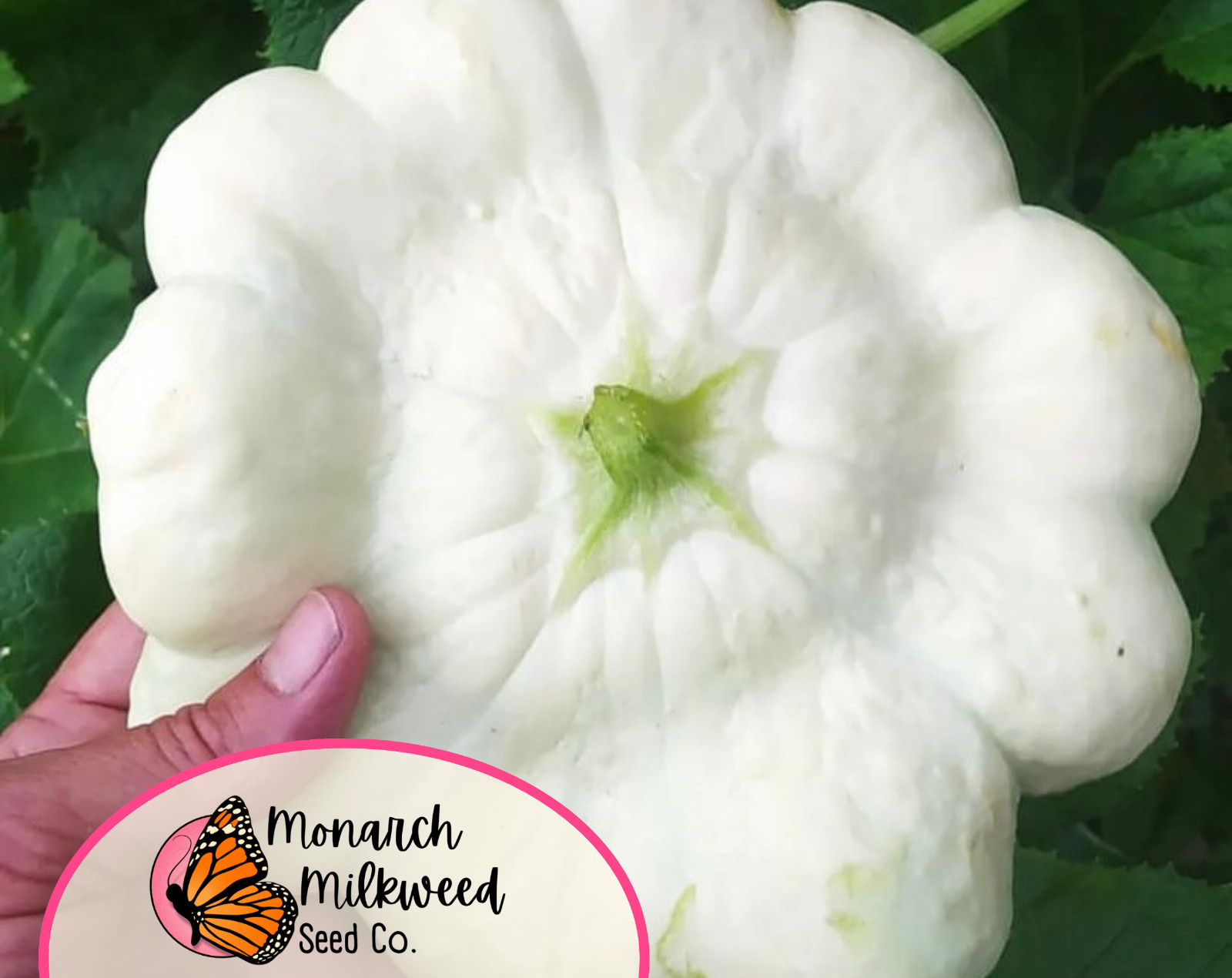 75+ Squash Seeds ‘White Bush Scallop’ | Heirloom, Non-GMO, Vegetable Gardening