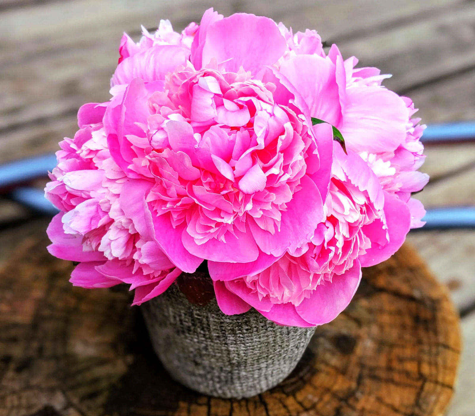 Chinese Peony Seeds – For 2026 Planting Paeonia Lactiflora Mudan Hua Bai Shao