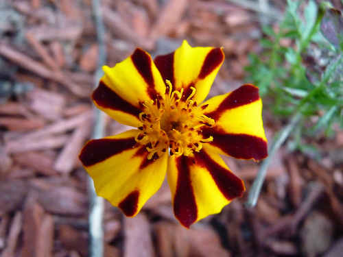 50 Marigold Mr. Majestic Marigold Seeds