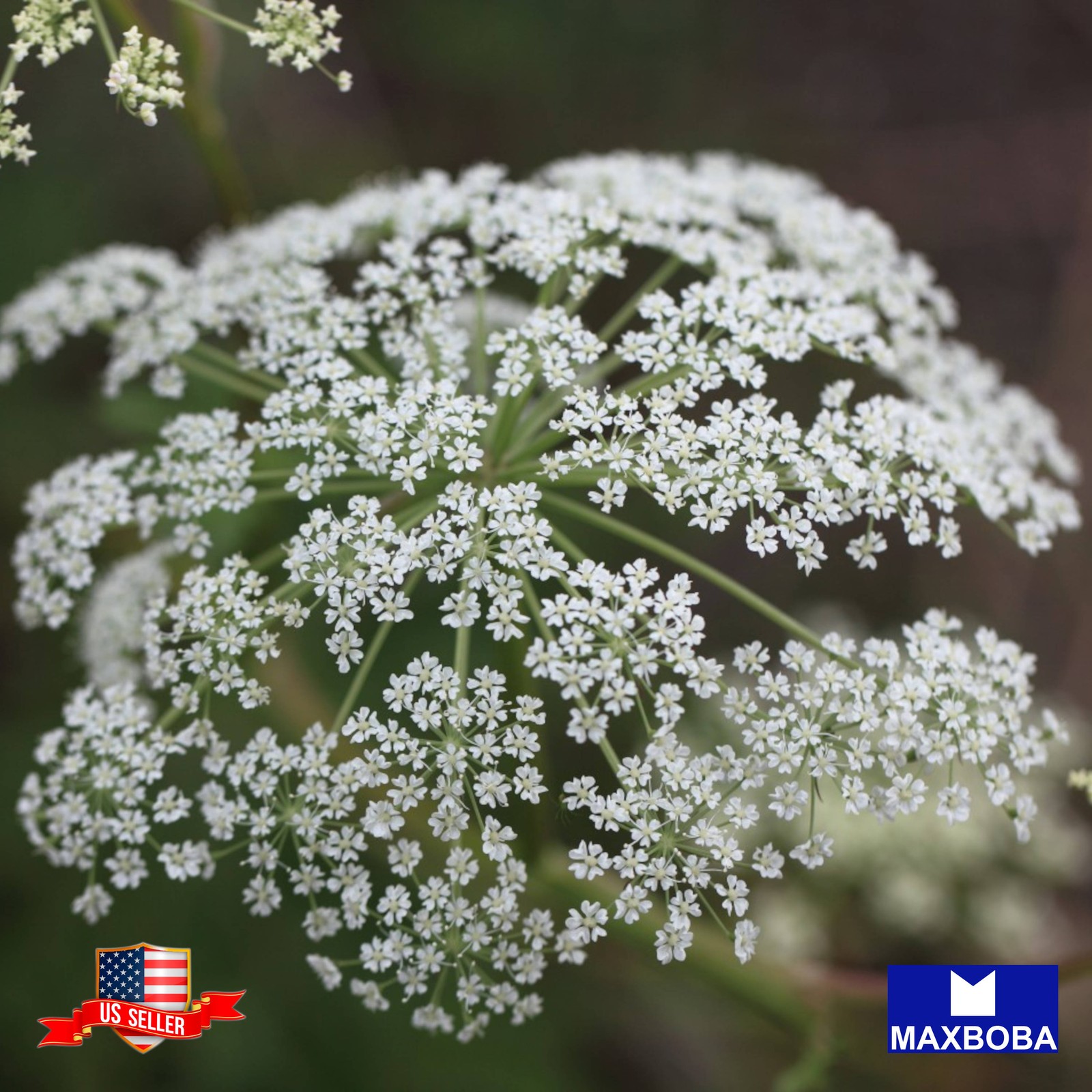 200 Angelica Herb Seeds Non-GMO Heirloom BOGO 50%OFF
