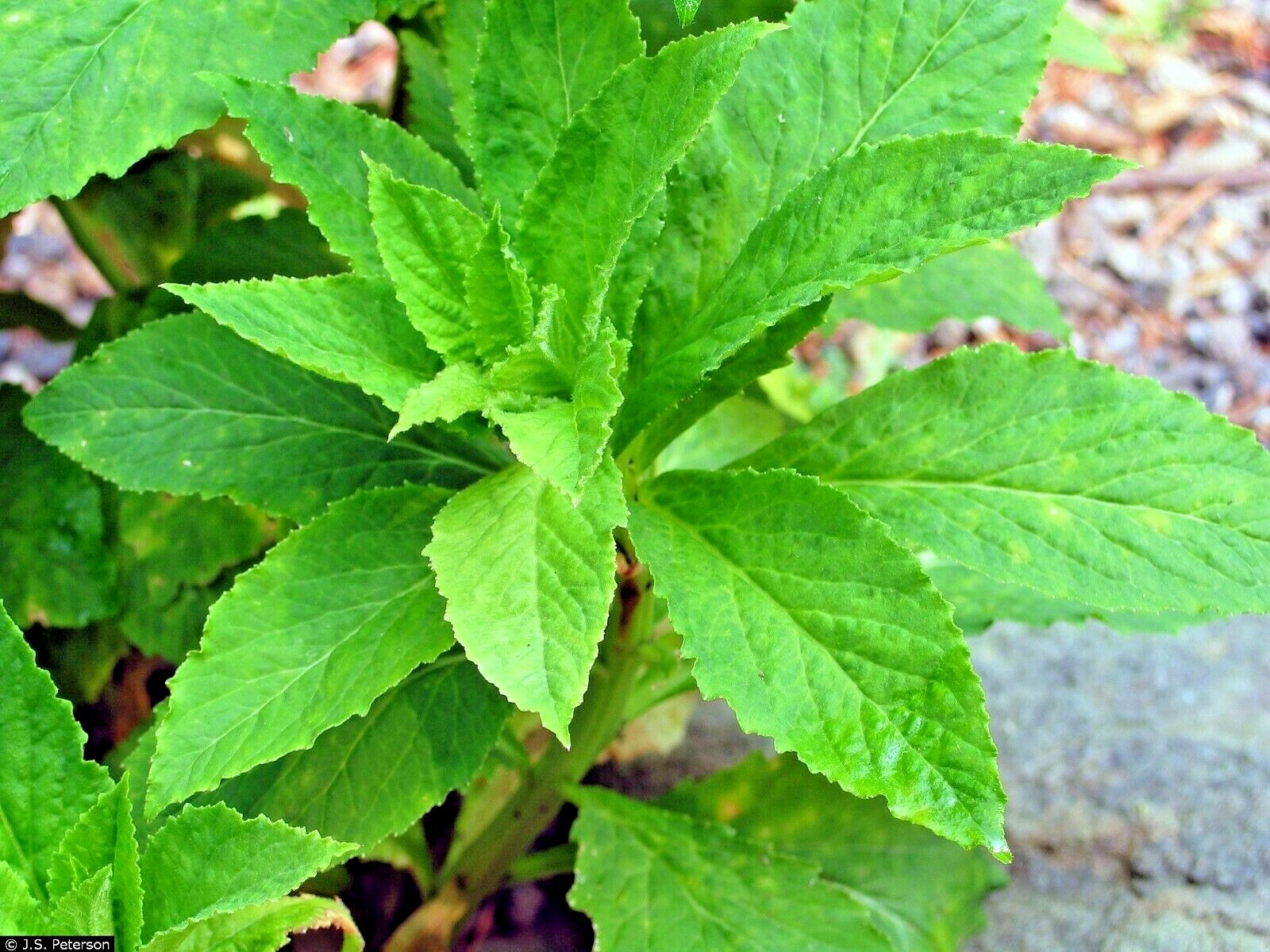 301+GREAT BLUE LOBELIA Seeds Native Wildflower Poor Soils Shade Garden Heat Cold