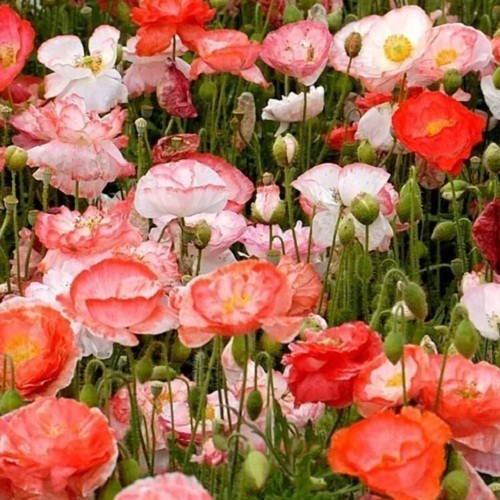 20,000+ Shirley Double Petaled Mixed Colors Poppy Seeds Heirloom Organic Non GMO