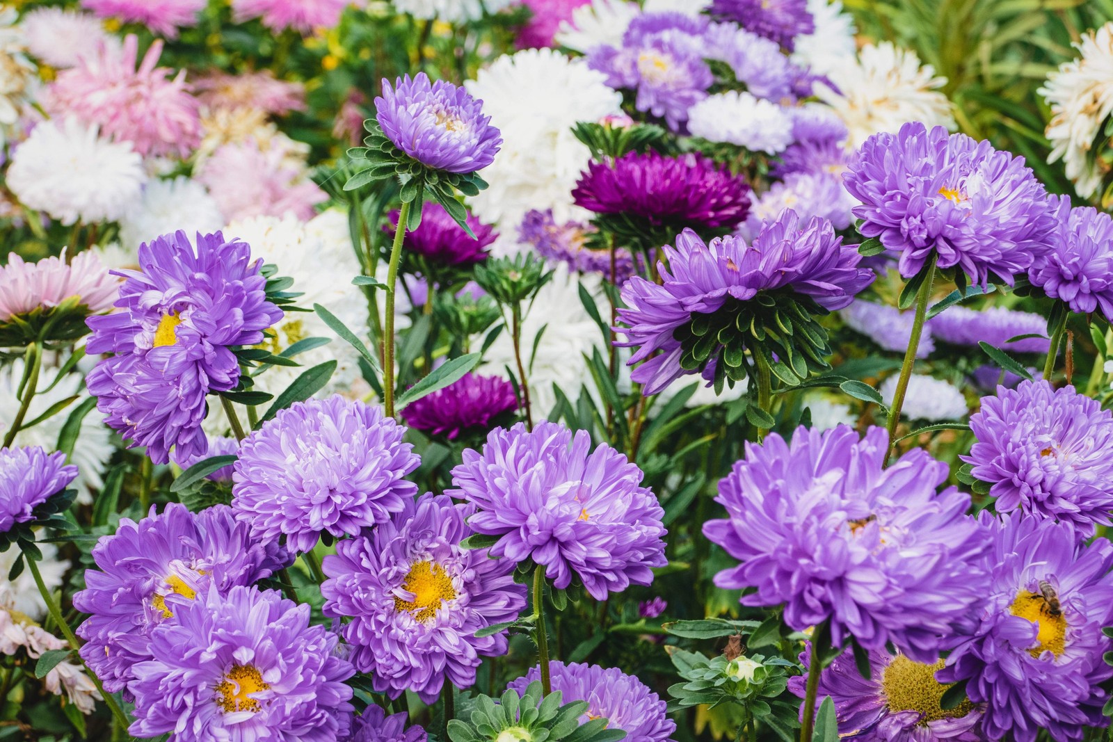 1000 POWDER PUFF ASTER MIX Callistephus Chinensis Flower Seeds *Flat S/H