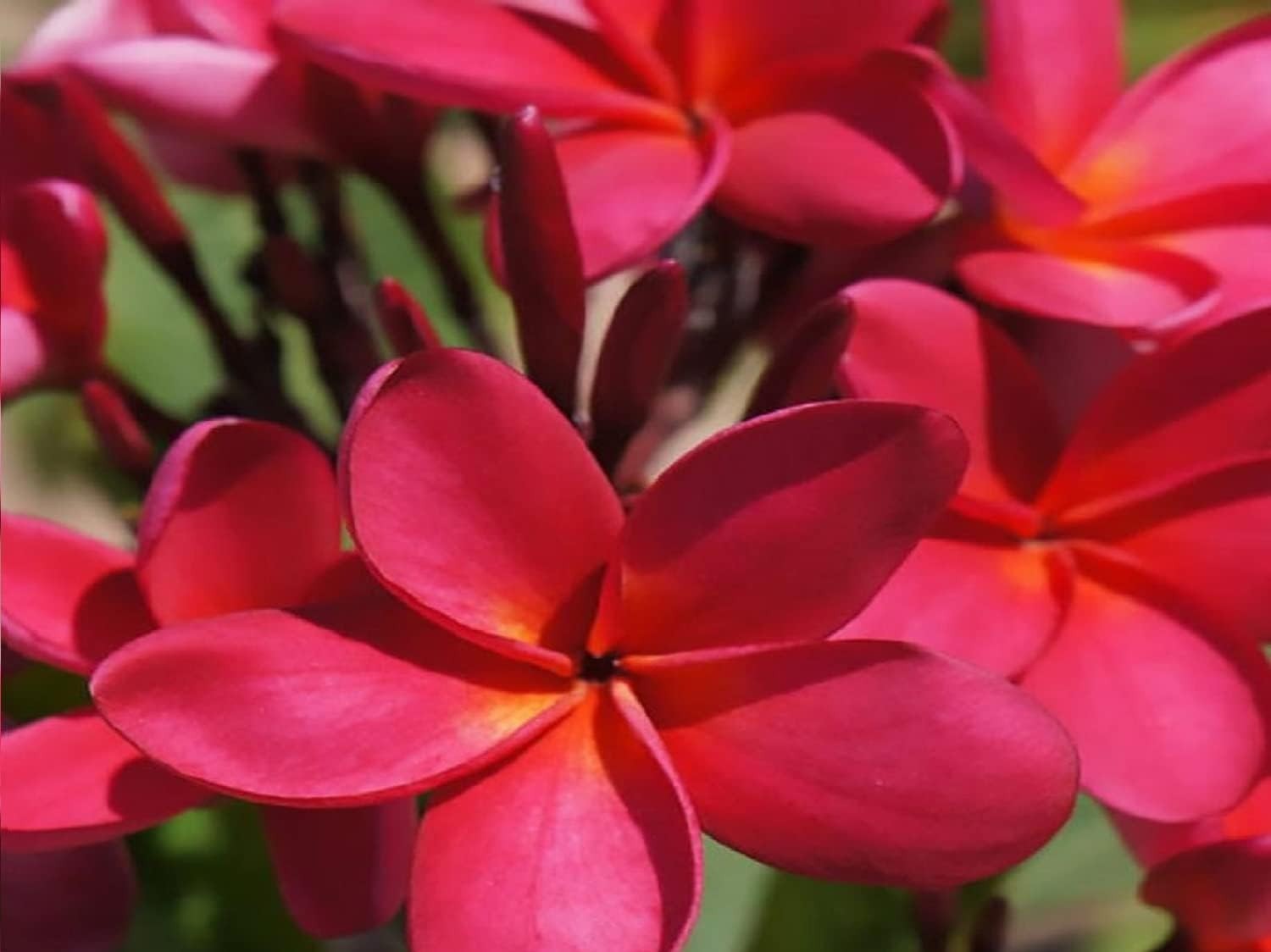 2 HAWAIIAN RED PLUMERIA FRANGIPANI PLANT CUTTINGS – FRAGRANT EASY TO GROW