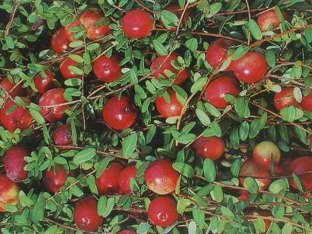 American Cranberry, Vaccinium macrocarpon, Seeds (Edible, Fall Color, Hardy)