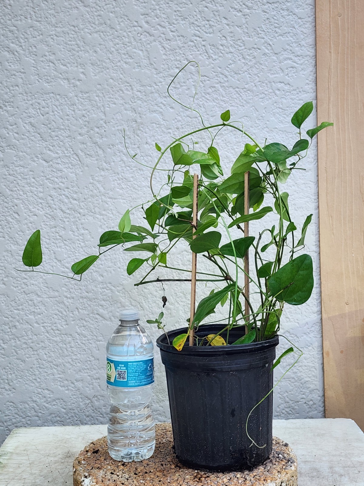 2 Green Grass Jelly Vines – Sương Sâm Plants 12”-17” in One Pot | Rare Tropical