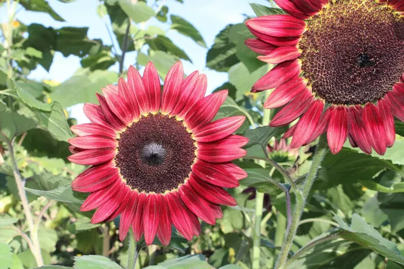 50 Red Sun Sunflower Seeds. Organic. USA Seeds. Ships free