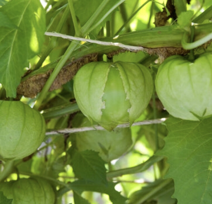 (40) TOMATILLO VERDE Seeds Salsa plants