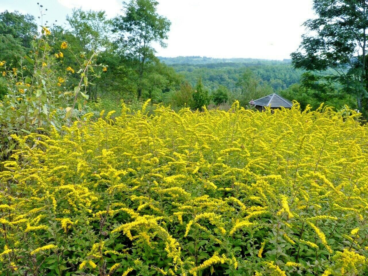 101+SHOWY GOLDENROD Seeds Perennial Native Wildflower Pollinators Autumn Flowers