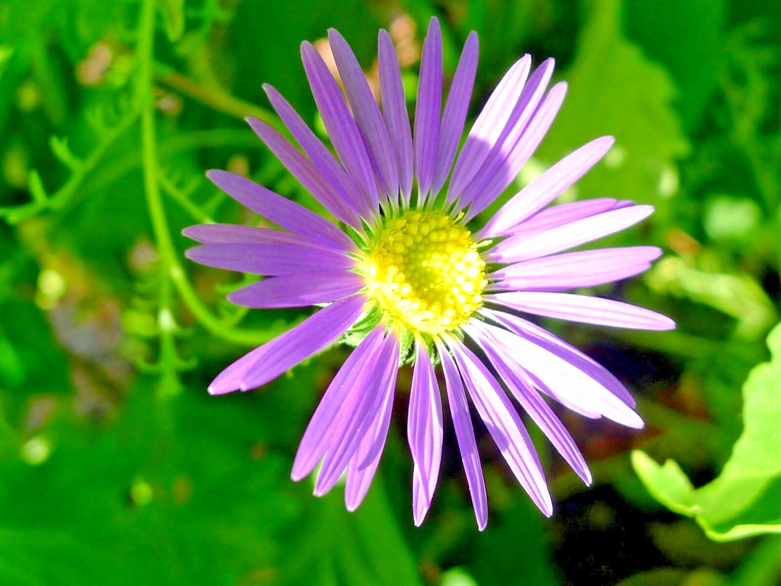 100+PRAIRIE ASTER Seeds Perennial Native Wildflower Summer Fall Garden Container