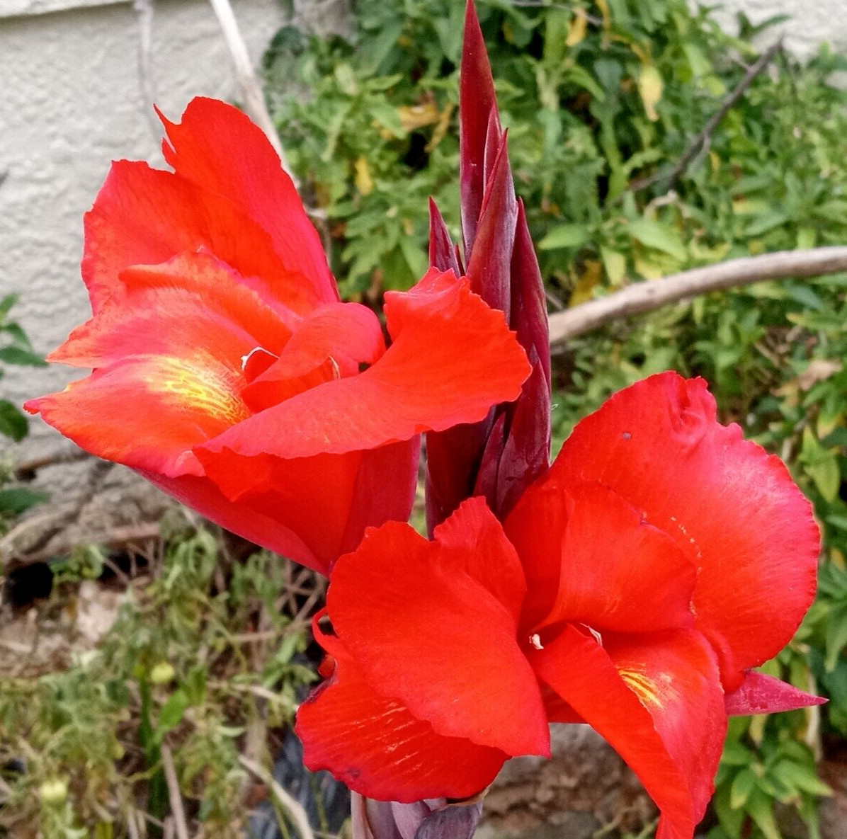 RED CANNA LILY Rooted Starter Plant Large Green Leaf – Hardy Tropical Perennial