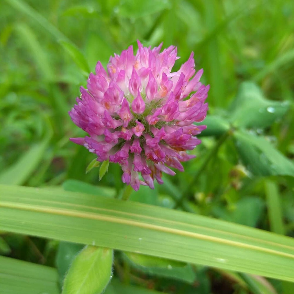 1/2 lbs. Medium Red Clover Seed Wildlife Food Plot Seeds Deer Attractant