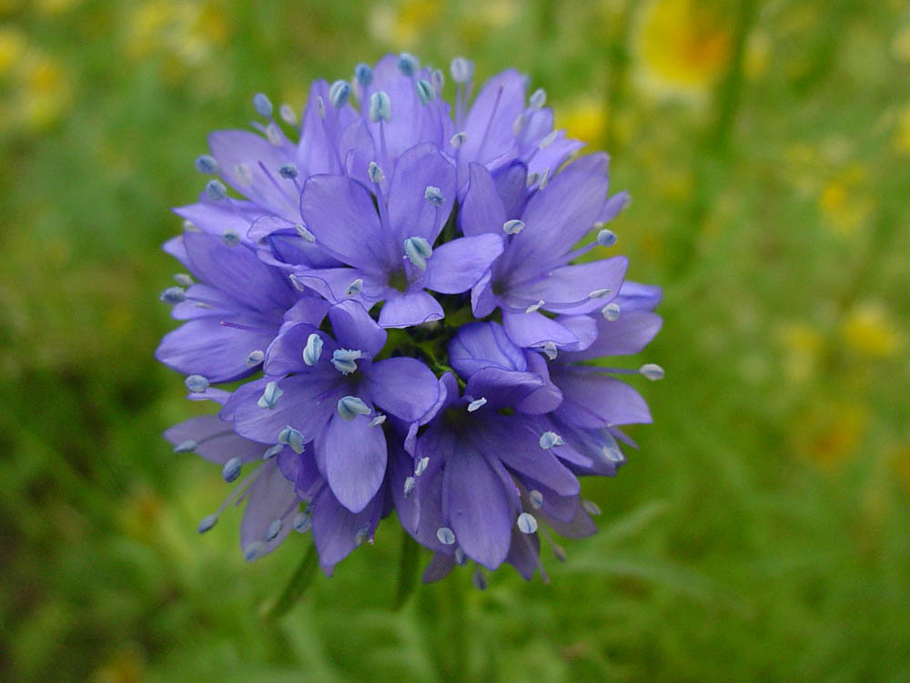 400+GLOBE GILIA THIMBLE Flower Seeds Native Southwest Wildflower Drought Heat