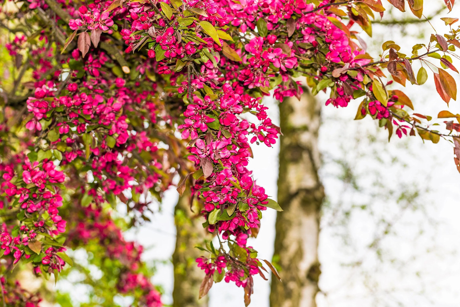 25 RED FLOWERING CURRANT Ribes Sanguineum Blue Black Berry Fruit Shrub Seeds