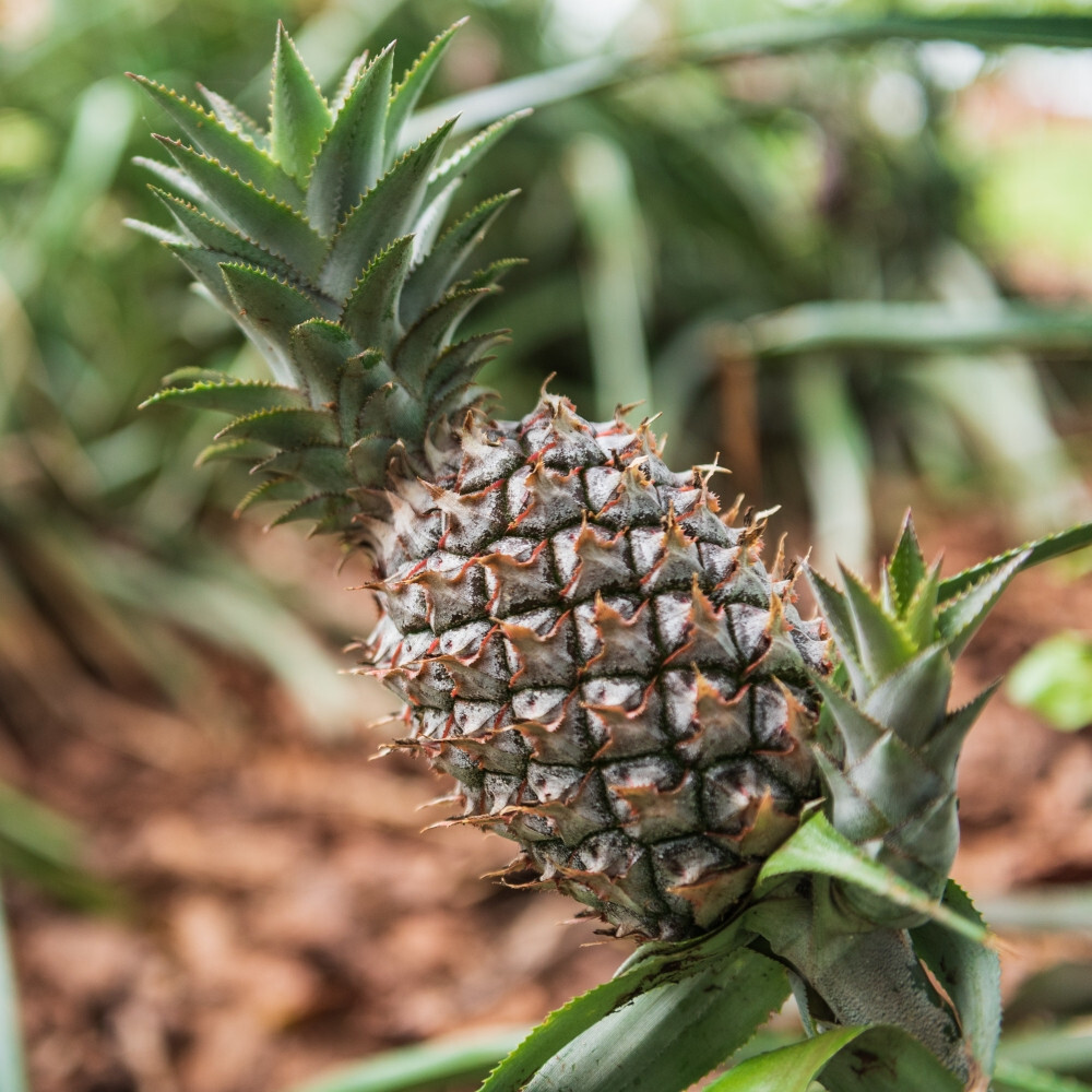 15+ White Jade Pineapple Seeds for Garden Planting – USA – FREE SHIPPING!