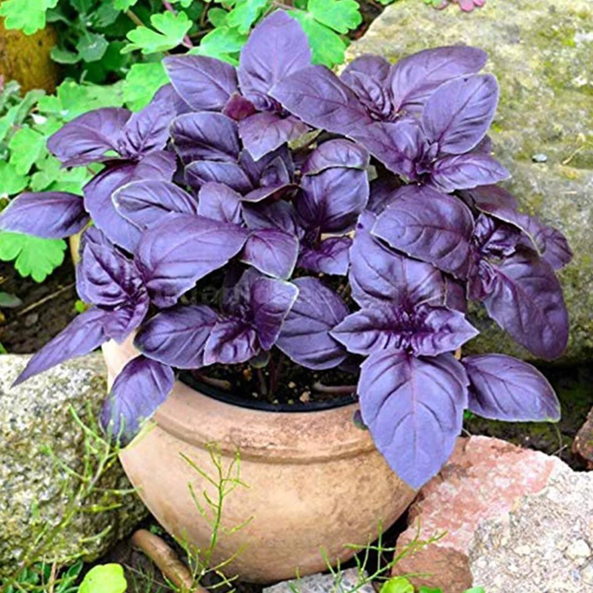 250 + DARK OPAL BASIL SEEDS — Herb — Heirloom – Organic – NON GMO — FRESH