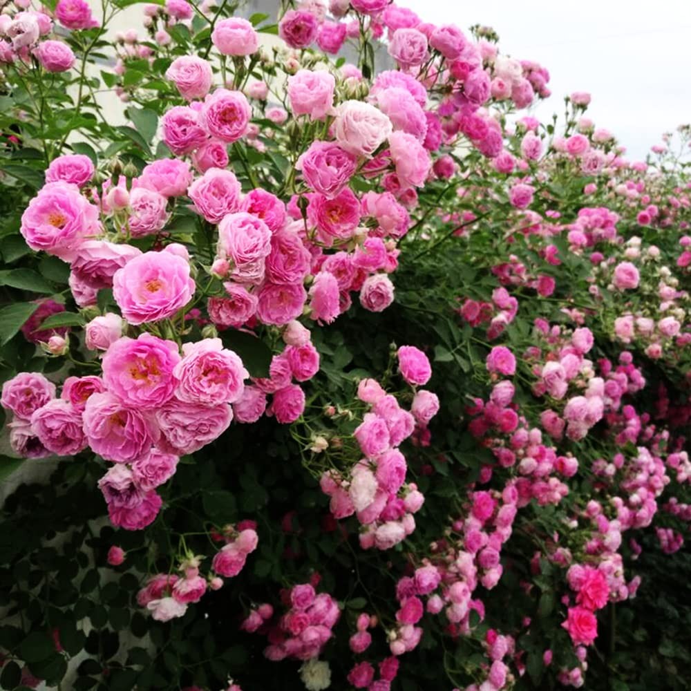 200+ Mix Climbing Rose Seeds for Planting Outdoors