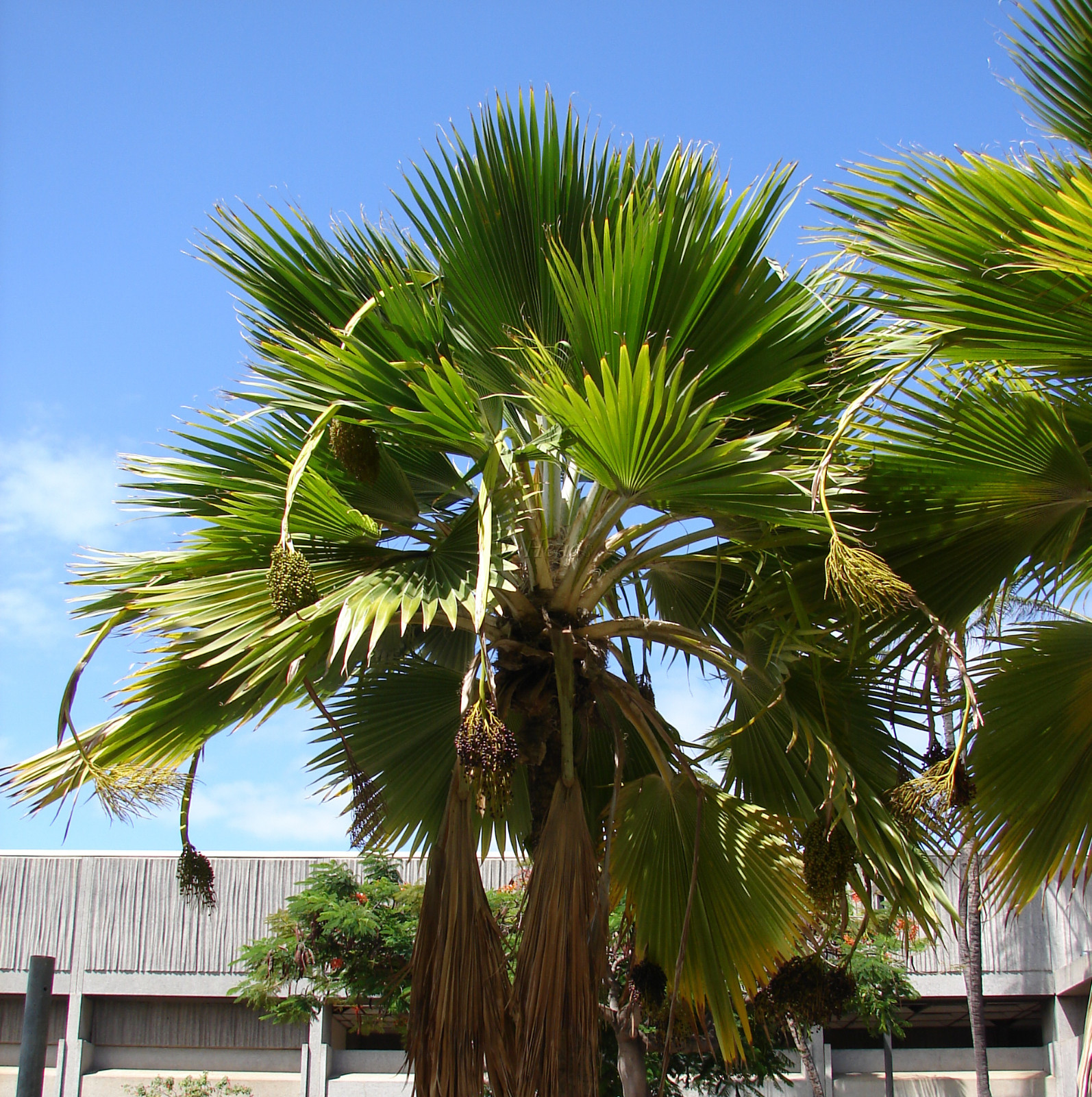 ~LAU FAN PALM SEED~ 1000+Seeds Pritchardia thurstonii ~Dwarf FIJI FAN Palm~ Rare