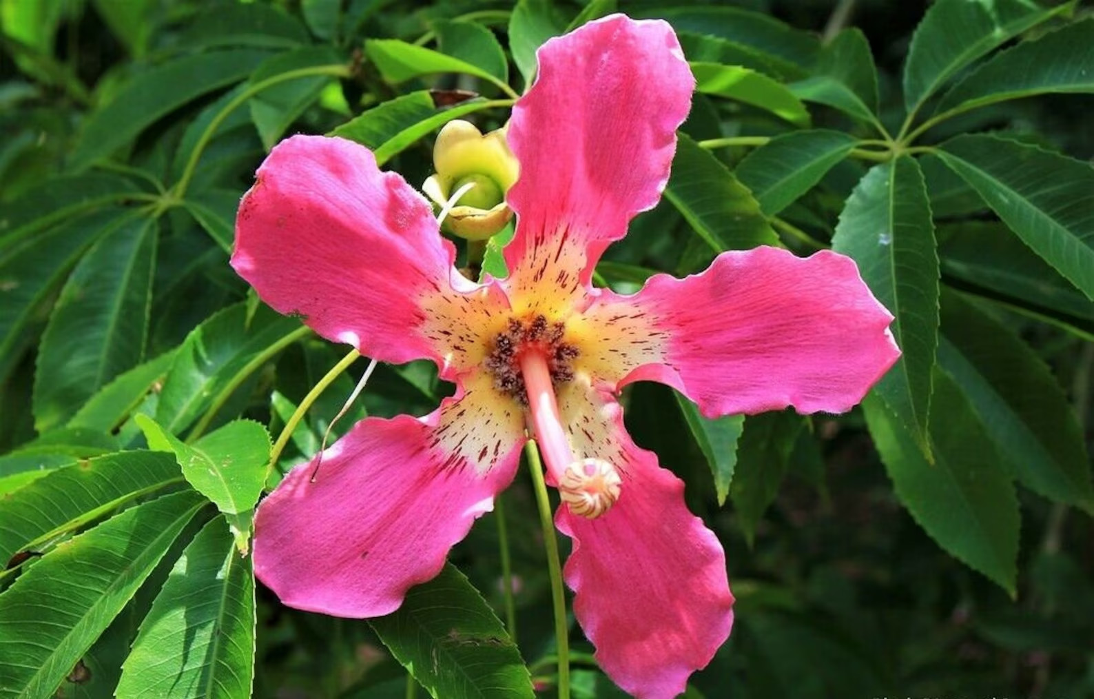 Ceiba speciosa SEEDS 6 Seeds Silk floss tree monkey no climb tree Large flower
