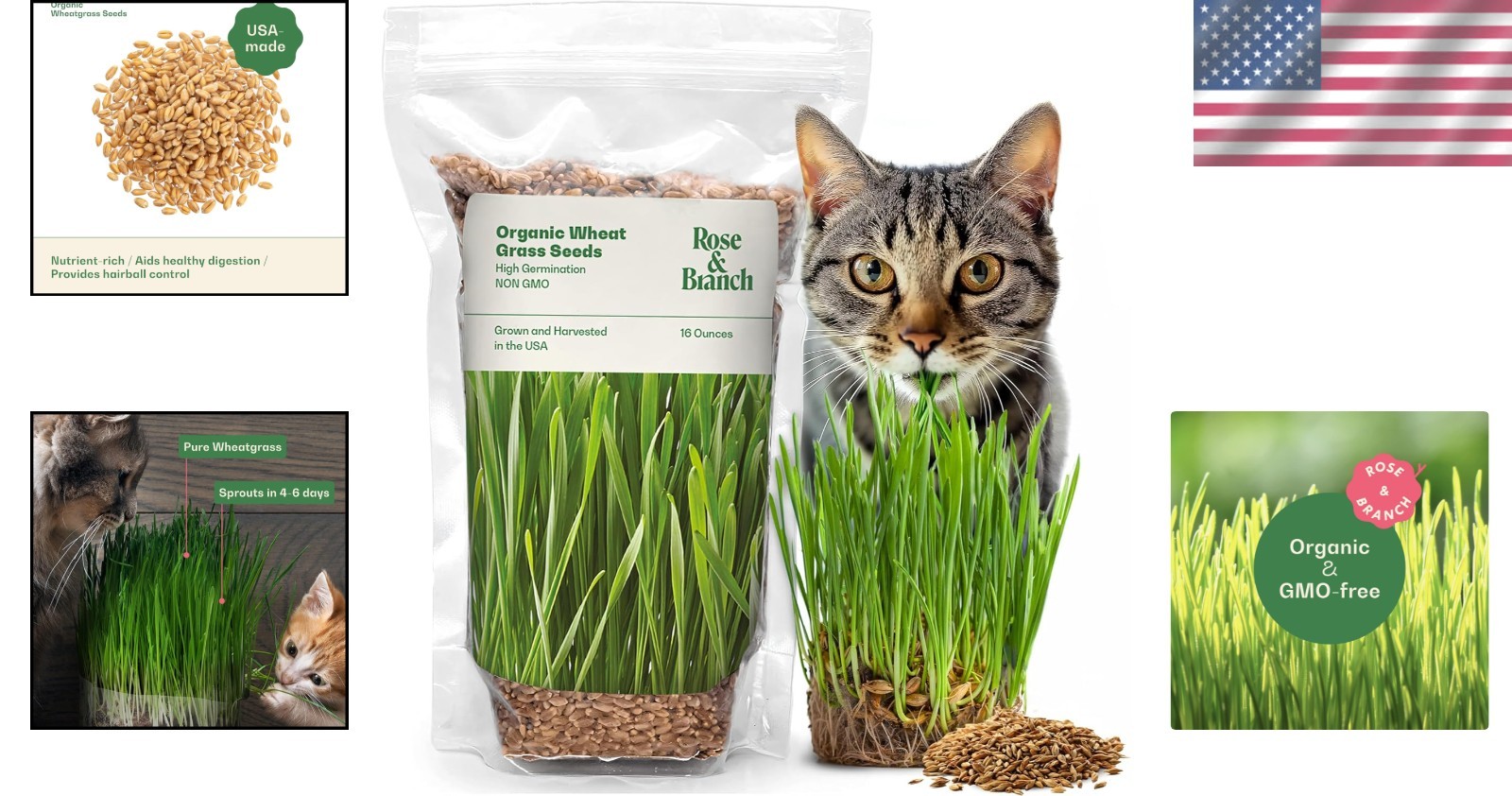 Rose & Branch Organic Cat Grass Seeds – 16oz Non-GMO for Healthy Indoor Cats