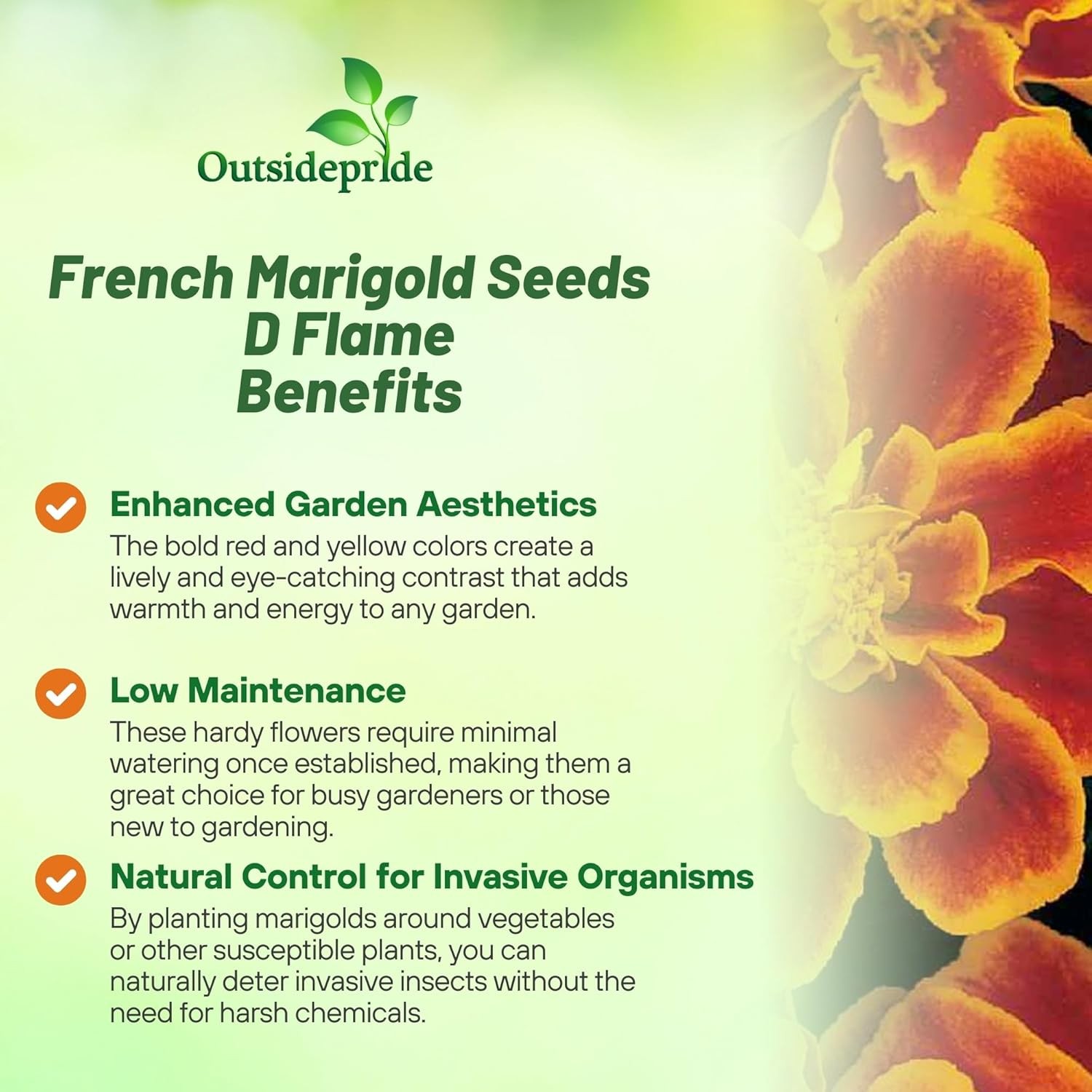 250 Seeds French Marigold Tagetes Patula Durango Flame Flower Seeds