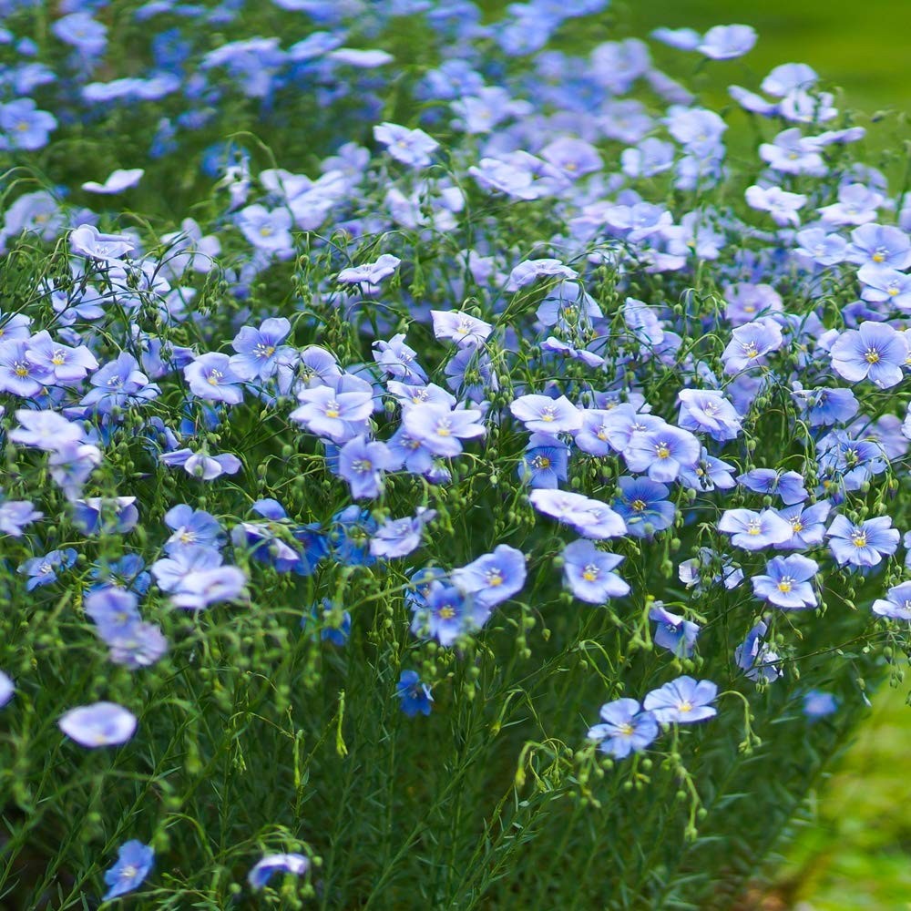 Blue Flax Seeds – 5000 Pcs Perennial Flower Seeds for Planting, -Seeding, Dro…
