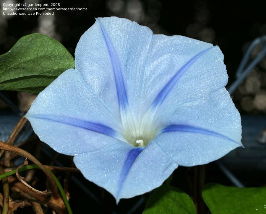10 g. Morning Glory MIX Red, White & Blue Ipomea purpurea/ alba Scarlet Purple