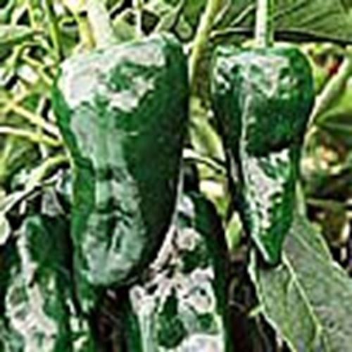 Ancho Hot Peppers Seeds (((25 Seed Packet))) (More Heirloom, Organic, Non GMO, V