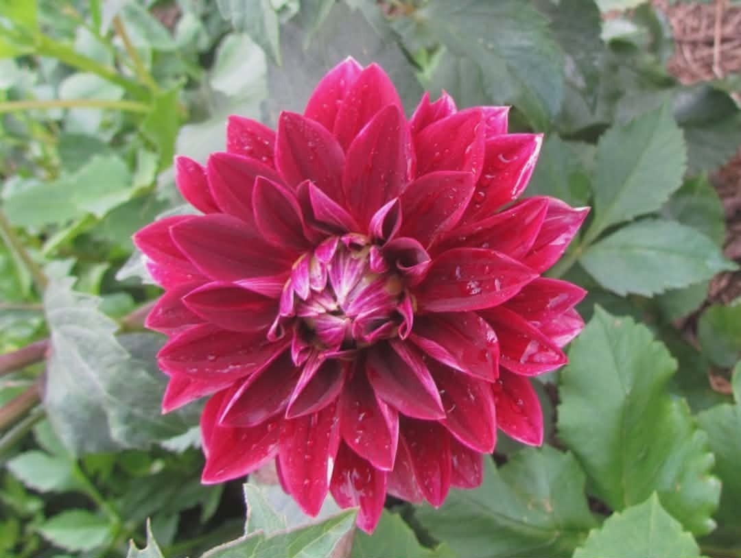 Home Grown Dahlia Flower Tuber Bulb Bundle Lot 10-50 Grower’s Choice Tubers