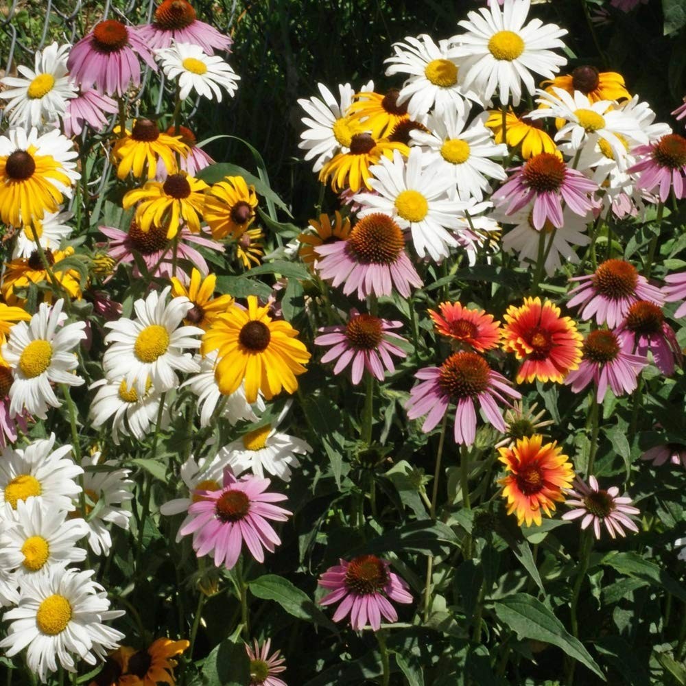 1 lb Perennial Wildflower Seed Mix – Easy Grow, Long-Lasting Blooms for Gardens