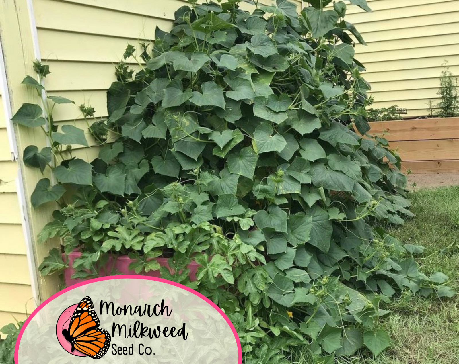 250+ Cucumber Seeds ‘Boston Pickling’ | Heirloom, Non-GMO, Vegetable Gardening