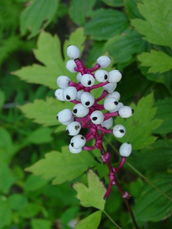 Doll’s Eyes (Actaea pachypoda) | Bare-root